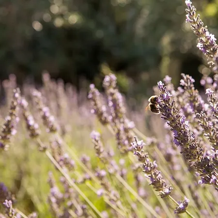 Hotel La Bastide De - Et Restaurant - Teritoria