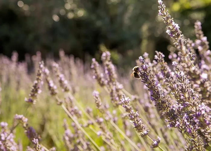 酒店 La Bastide De - Et Restaurant - Teritoria